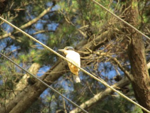 1311Vogel