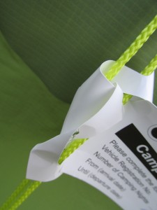 CoromandelForestSpinneInZeltfarbe