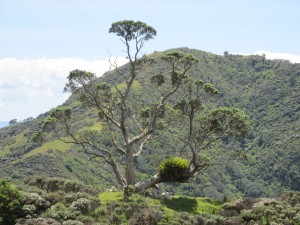 CoromandelWalkwayBaum
