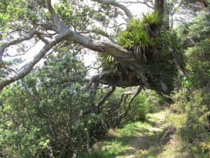 CoromandelWalkwayBaumMitBewuchs