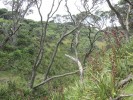 CoromandelWalkwayLandschaft