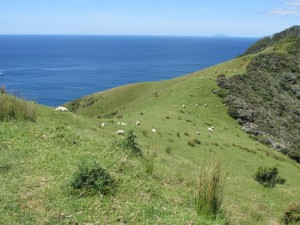 CoromandelWalkwaySchafeVorMeer