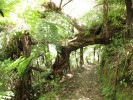 CoromandelWalkwaySchlagbaum