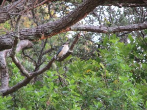 CoromandelWalkwayVogel