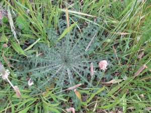 FantailBayRucola