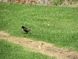 FantailBayVogel