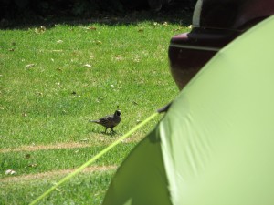 FantailBayVogelTeil1