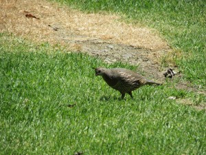 FantailBayVogelTeil2