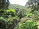 FantailBayWald