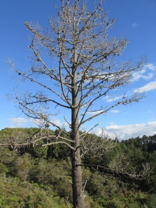 KauriWalkBaum