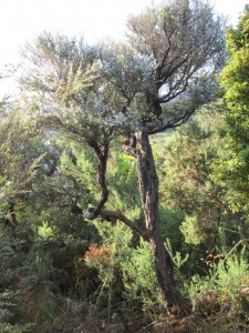 KauriWalkBaum2