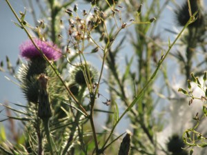 KauriWalkDistel