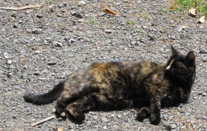 Lions Den Katze_