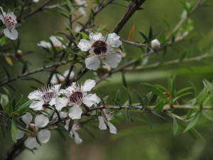 MatamataharakekWalkingTrackBaumblueten