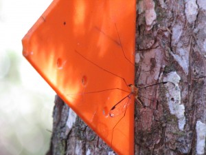 MatamataharakekWalkingTrackFliegetier