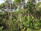 MatamataharakekWalkingTrackUrwald