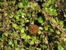 MatataSchmetterling_