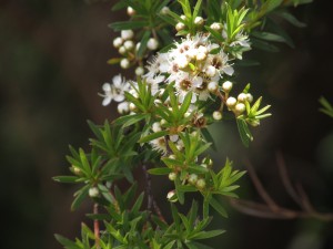 NachWHitiangaBaumblueten2