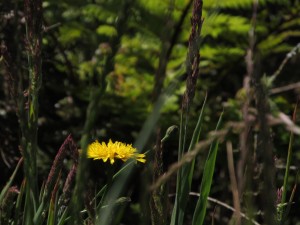 NachWHitiangaGelbeBlume