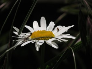 NachWHitiangaMargerithe