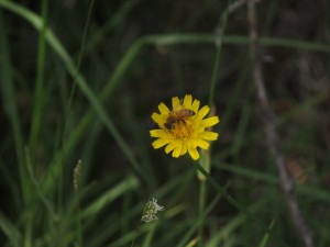 NachWhitiangaBiene