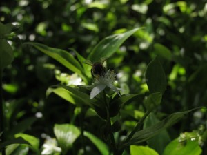 NachWhitiangaBiene2