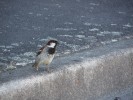 Spatz_