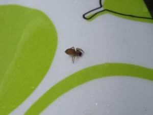 StonyBaySpinne