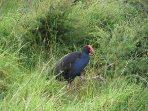 StonyBayVogel