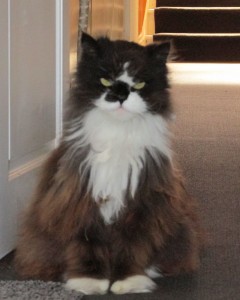 Sunkist Katze_