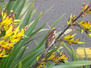 VogelInAuckland_