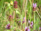 WentworthBlume3