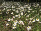 WentworthBlumen1