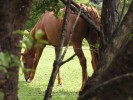 WentworthPferd