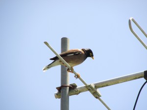 WhitiangaVodel2