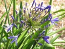 Blume_