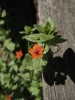 Blume_