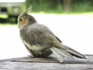 FotogenerFogel_