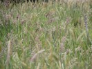 Gras_