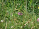 Hummel_