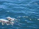 KleinerDelphin