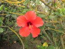 Pflanze4_