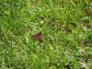 Schmetterling_