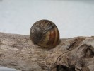 Schnecke_