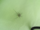 SchonWiederNeSpinne_