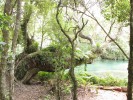 Vegetation_