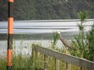 Vogel1_