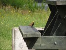 Vogel2_