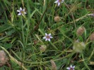Wiesenblume_